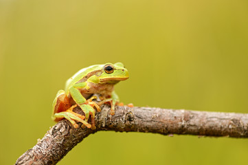 Portrait of Frog