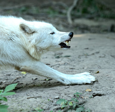 Portrait of Wolf