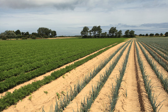 cultivation of leeks in the sand in a field in Normandy