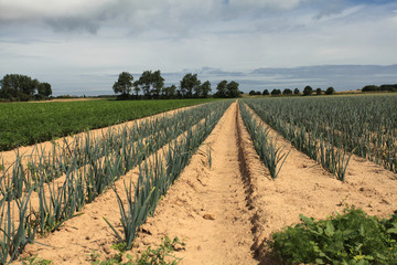 Fototapeta na wymiar cultivation of leeks in the sand in a field in Normandy