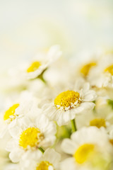 Beautiful daisies background