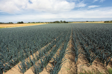cultivation of leeks in the sand in a field in Normandy