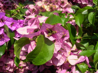 Fleur de méditerrannée 1