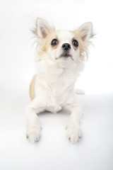 beautiful chihuahua dog lying down  over white background