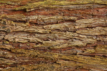 bark background