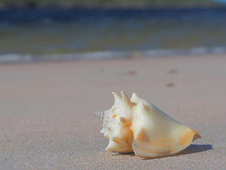 Beautiful cockleshell