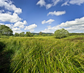 summer meadow with high green grass
