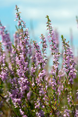 Heather flowers