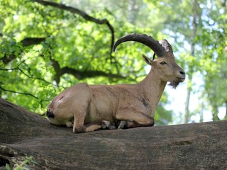 Westkaukasischer Steinbock