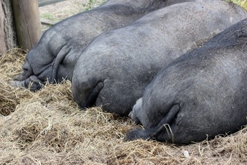 Drei Hängebauchschweinpopos