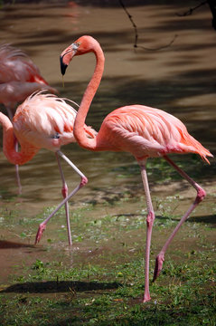 Flamingos close portrait