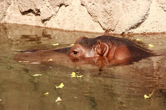 Hippopotamus Swimming In Zoo Enclosure