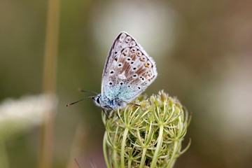 Silbergrüner Bläuling (Polyommatus coridon) auf Wilder Möhre
