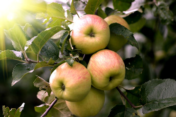 Beautiful apples on the branches of apple tree with sun