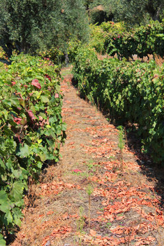 Vindima no Douro IX