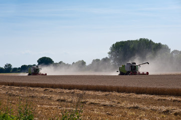 Obraz premium Zwei Mähdrescher im Gegenlicht bei der Ernte