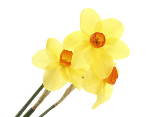 beautiful yellow daffodils isolated on white