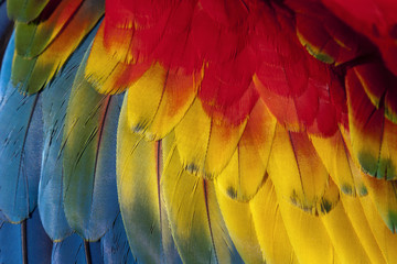 Fototapeta premium Skrzydło Ara (Ara Macao)