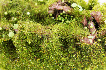 Green moss close-up