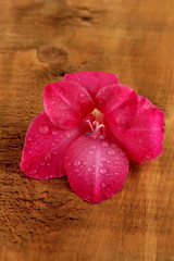 beautiful bud of pink gladiolus on wooden background close-up