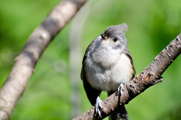 Young Tufted Titmouse Perched in a Tree