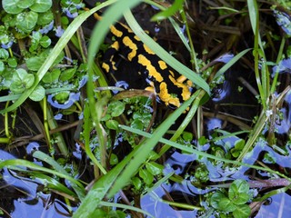 Feuersalamander