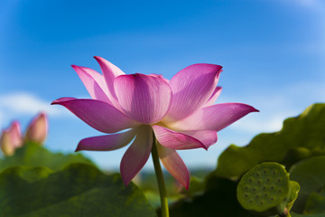 lotus flower under blue sky