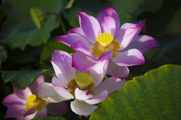 lotus flower under sunshine