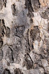 Tree Trunk Background