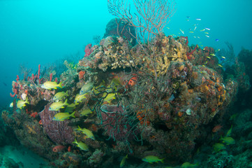 Naklejka na ściany i meble Various species of grunts on a coral island