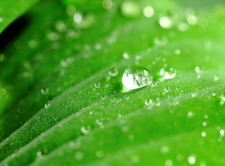 Dew on the Green Leaf, closeup