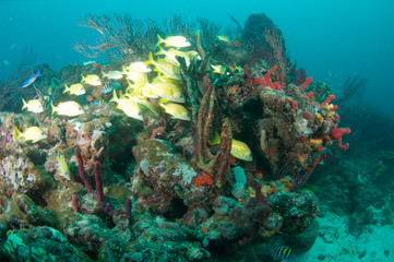 Fototapeta na wymiar French Grunts hovering around a soft coral