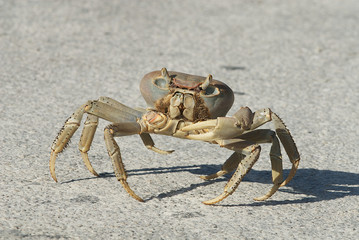 Land Crab in the Sun