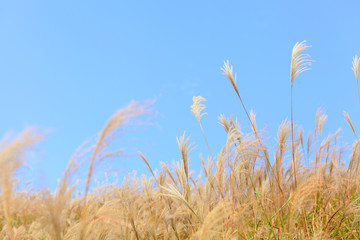 Obraz premium grass in autumn