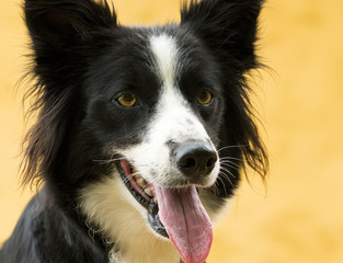 Border Collie Profile