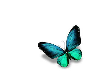 Blue butterfly , isolated on white background