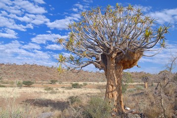 Webervogelnest im K&ouml;cherbaum ( Aloe dichotoma)