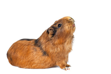 guinea pig