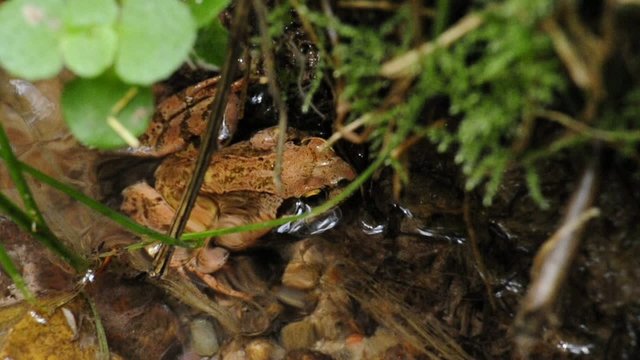 Springfrosch, Rana dalmatina