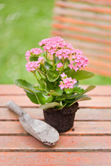 Blumen zum einfplanzen auf einem Tisch