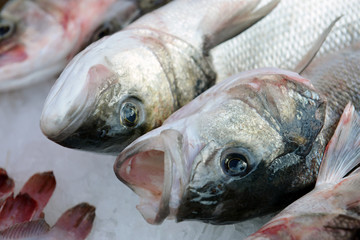 Gilt-head (Dorado) on ice