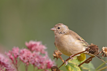 Chaffinch female on flower