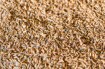 Paddy rice of thailand