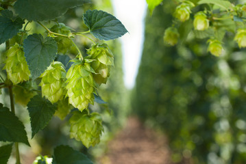 hop cones - raw material for beer production,