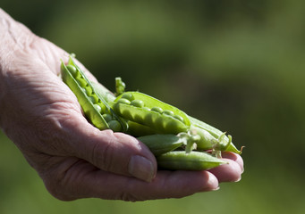 Woman Hand Hold Cracked Pea Pod