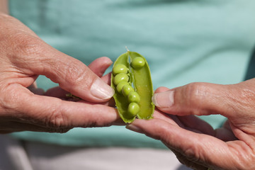 Woman Hand Hold Cracked Pea Pod