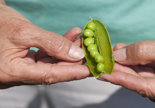 Woman Hand Hold Cracked Pea Pod