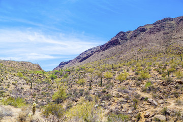 Fototapeta na wymiar Piękny krajobraz pustynny górski z kaktusów
