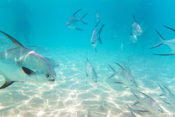 A shoal of fishes in Caribbean Sea, Mexico