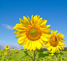 Beautiful sunflowers against blue sky